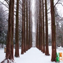 Tranh dán tường Hàn Quốc 3d khổ lớn ở Hà Nội NA - 442